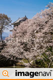 信州　長野県上田市　上田城跡のお堀の桜と北櫓