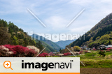 信州　長野県上田市武石　余里の一里の花桃